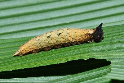 眉眼蝶 Mycalesis francisca formosana