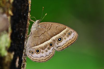 稻眉眼蝶 Mycalesis gotama nanda
