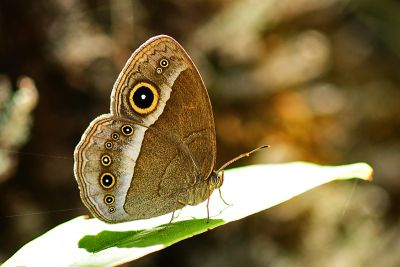 稻眉眼蝶 Mycalesis gotama nanda
