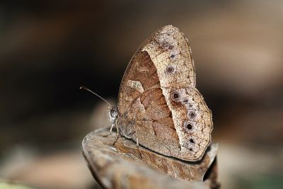曲斑眉眼蝶 Mycalesis perseus blasius