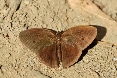 曲斑眉眼蝶 Mycalesis perseus blasius