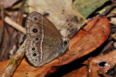 淺色眉眼蝶 Mycalesis sangaica mara