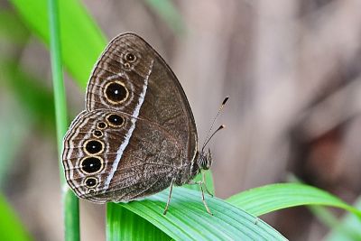 淺色眉眼蝶 Mycalesis sangaica mara