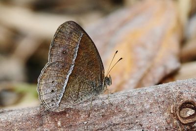 淺色眉眼蝶 Mycalesis sangaica mara