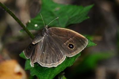 淺色眉眼蝶 Mycalesis sangaica mara