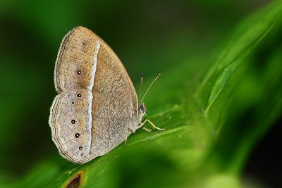 淺色眉眼蝶 Mycalesis sangaica mara