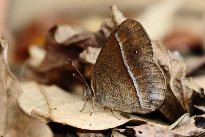 淺色眉眼蝶 Mycalesis sangaica mara
