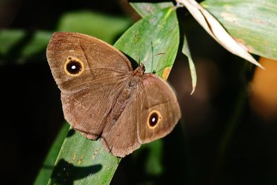 切翅眉眼蝶 Mycalesis zonata