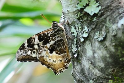 白斑蔭眼蝶 Neope armandii lacticolora