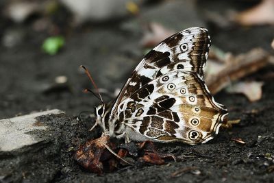 白斑蔭眼蝶 Neope armandii lacticolora