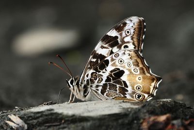 白斑蔭眼蝶 Neope armandii lacticolora