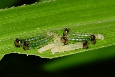 白斑蔭眼蝶 Neope armandii lacticolora