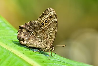 Neope muirheadi nagasawae
