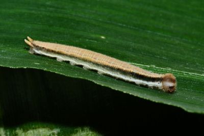 Neope muirheadi nagasawae