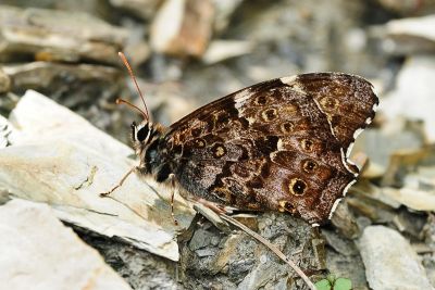 黃斑蔭眼蝶 Neope pulaha didia