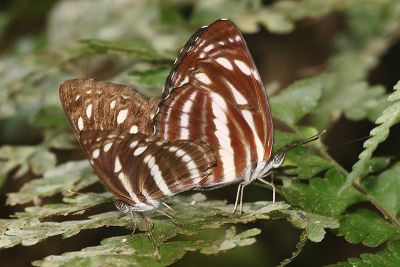 細帶環蛺蝶 Neptis nata lutatia 交尾中個體