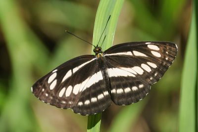 無邊環蛺蝶 Neptis reducta 性別不明