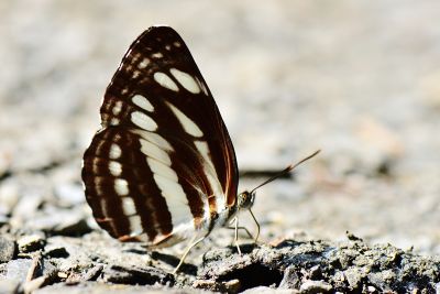無邊環蛺蝶 Neptis reducta 性別不明