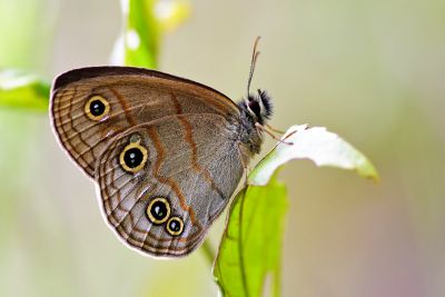 古眼蝶 Palaeonympha opalina macrophthalmia 性別不明