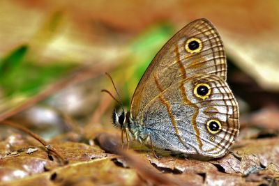 古眼蝶 Palaeonympha opalina macrophthalmia 性別不明