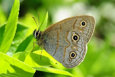 古眼蝶 Palaeonympha opalina macrophthalmia