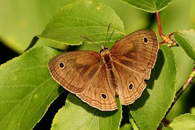 古眼蝶 Palaeonympha opalina macrophthalmia