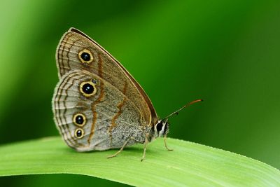 古眼蝶 Palaeonympha opalina macrophthalmia