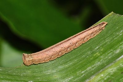 古眼蝶 Palaeonympha opalina macrophthalmia