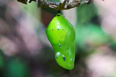 大絹斑蝶 Parantica sita niphonica