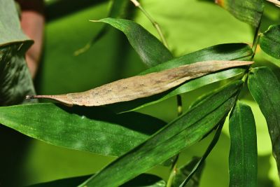 臺灣斑眼蝶 Penthema formosanum