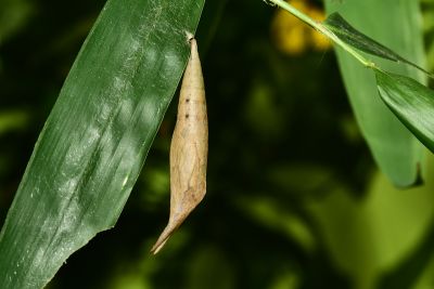 臺灣斑眼蝶 Penthema formosanum