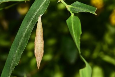 臺灣斑眼蝶 Penthema formosanum