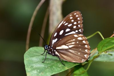 臺灣斑眼蝶 Penthema formosanum