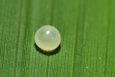 臺灣斑眼蝶 Penthema formosanum