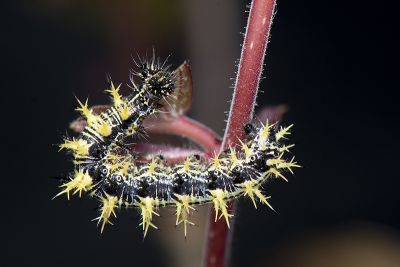 黃鉤蛺蝶 Polygonia c-aureum lunulata