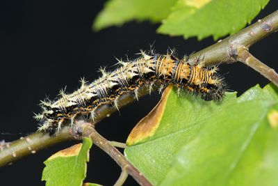 黃鉤蛺蝶 Polygonia c-aureum lunulata