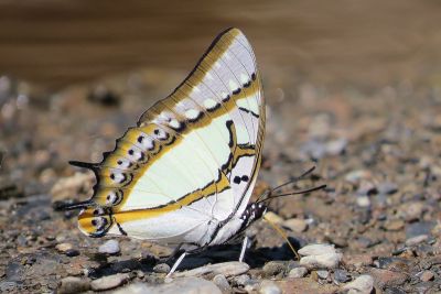 雙尾蛺蝶 Polyura eudamippus formosana 雄蟲