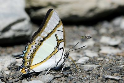 雙尾蛺蝶 Polyura eudamippus formosana 雄蟲