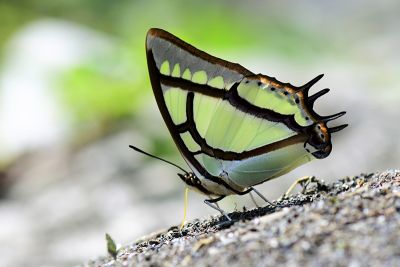 小雙尾蛺蝶 Polyura narcaea meghaduta 雄蟲