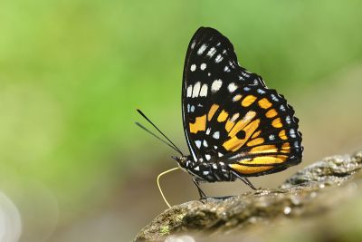 燦蛺蝶 Sephisa chandra androdamas 性別不明