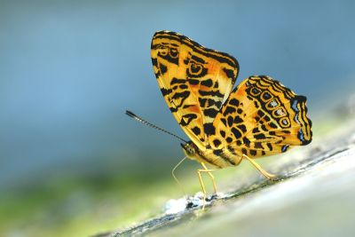 花豹盛蛺蝶 Symbrenthia hypselis scatinia 性別不明