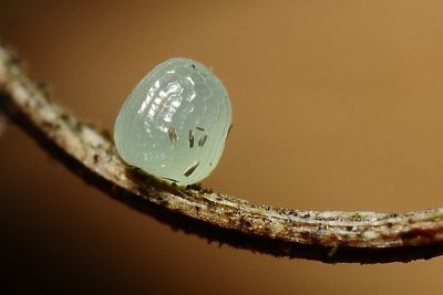 小波眼蝶 Ypthima baldus zodina