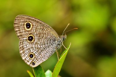 王氏波眼蝶 Ypthima esakii wangi 性別不明
