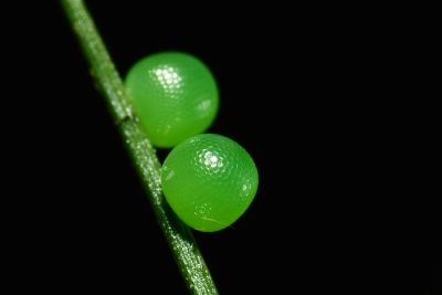 江崎波眼蝶 Ypthima esakii