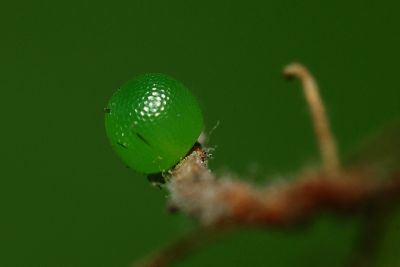 江崎波眼蝶 Ypthima esakii