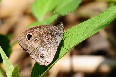 江崎波眼蝶 Ypthima esakii