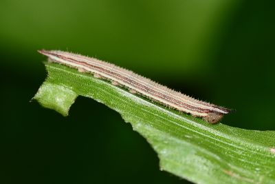 Ypthima formosana