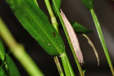 Ypthima formosana