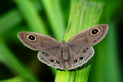 Ypthima formosana
