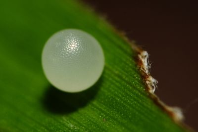 Ypthima formosana